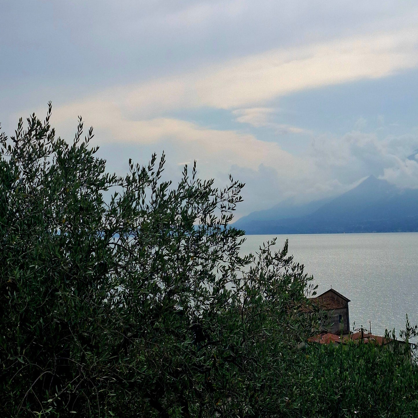 Natives Olivenöl Olio Extra Vergine di oliva BIOLOGICO - La Baresola - Brenzone am Gardasee VR - Italy