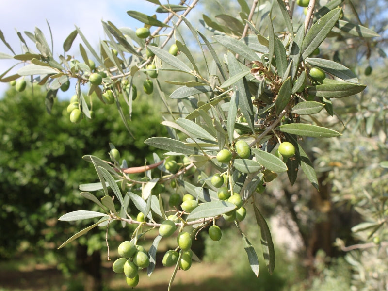 Natives Olivenöl Extravergine BIO aus OTTOBRATICA OLIVENSORTE Le Terre di Zoé Kalabrien