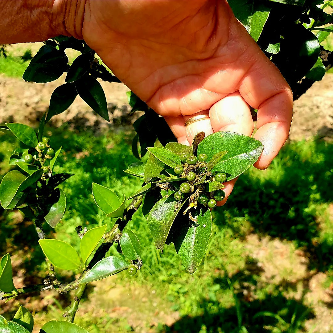 Natives Olivenöl Extra Vergine, natürlich aromatisiert mit Chinotto