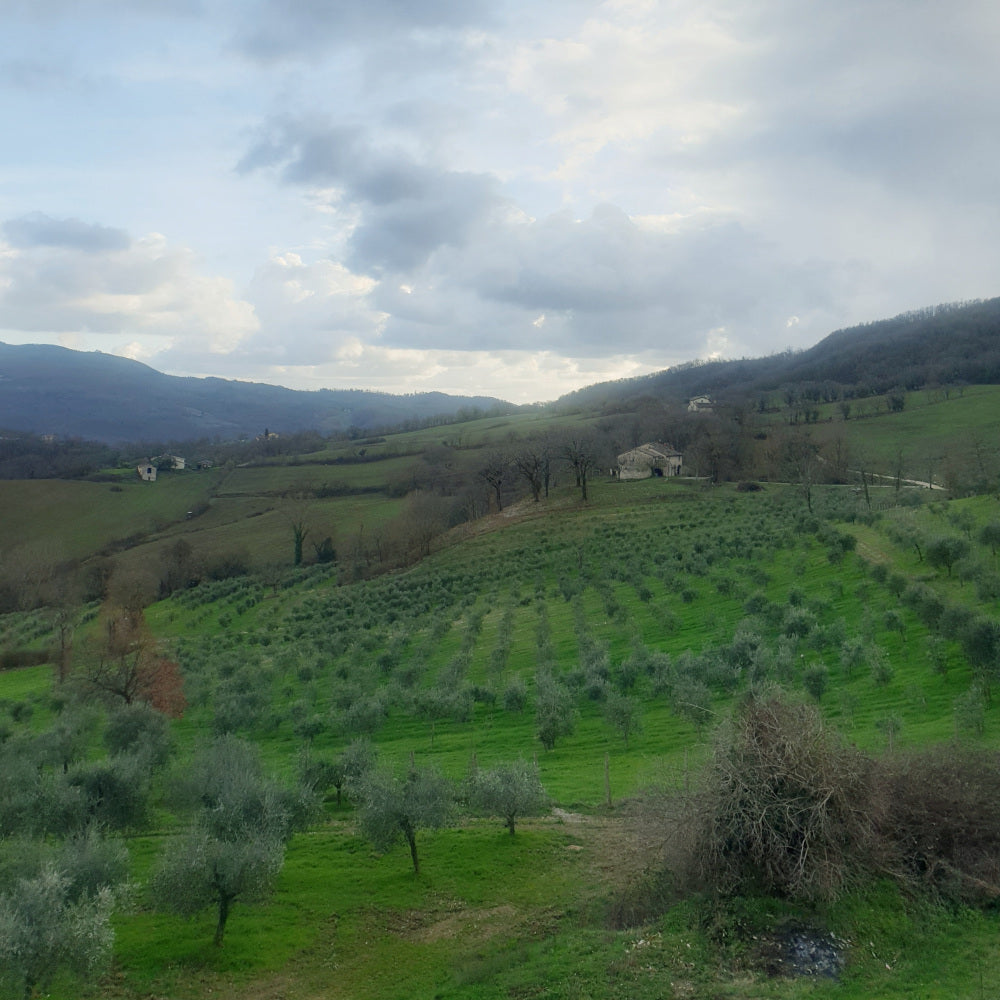 Natives Olivenöl Extra Vergine Trebbio "BIODINAMIC" - Scarperia (FI) Italy