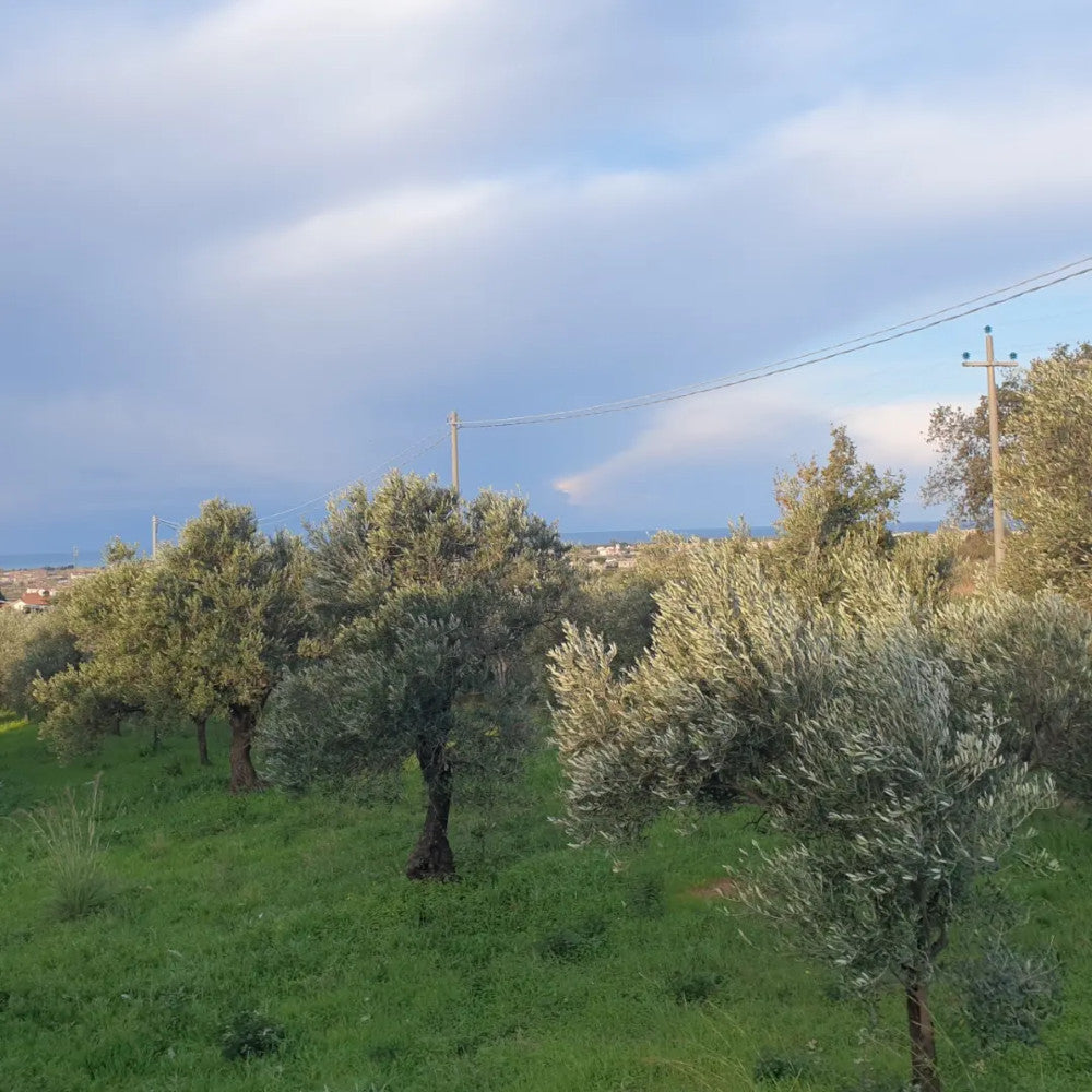 Olivenöl Condimento, "Chili"- ZAFÀ OLIVEN-CHILI-DRESSING 25 CL