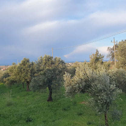 Olivenöl Condimento, "Chili"- ZAFÀ OLIVEN-CHILI-DRESSING 25 CL