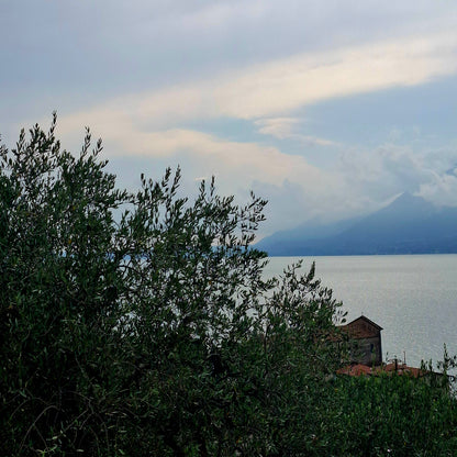Natives Olivenöl Olio Extra Vergine di oliva BIOLOGICO - La Baresola - Brenzone am Gardasee VR - Italy