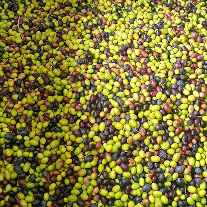 Olivenöl Extra Vergine aus Ligurien